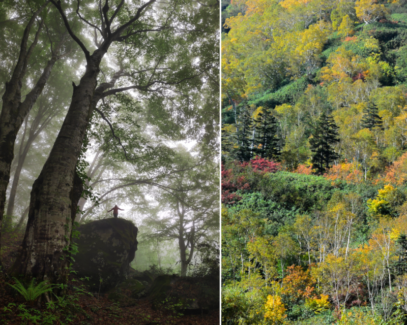 Beech trees, Shinrin Yoku, Forest Therapy Japanese forests/ Tree spirits