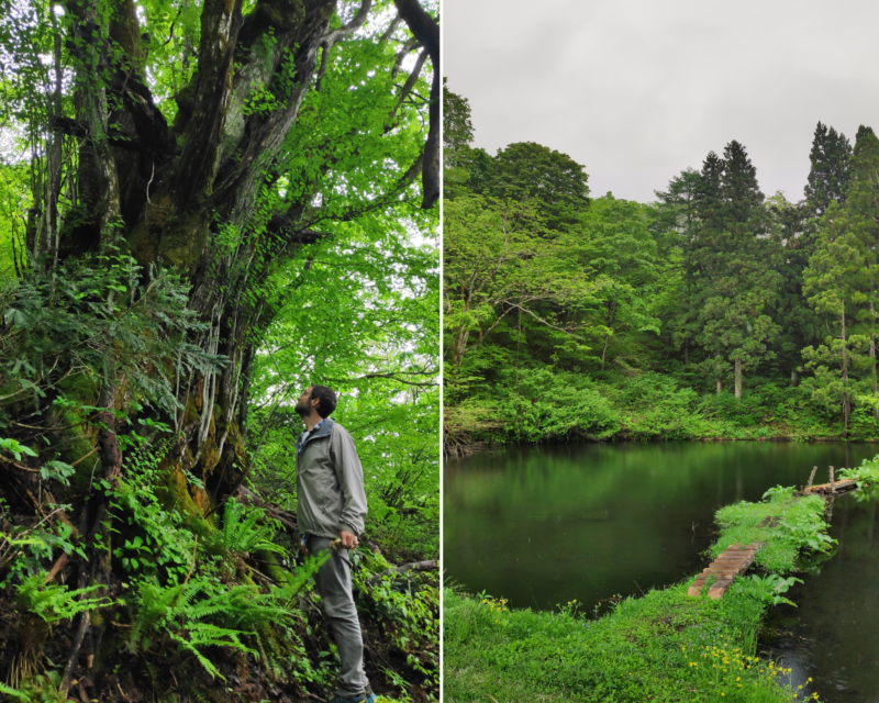 Shinrin Yoku in rainy season Japanese nature/ Mountain trees/ Phytoncide