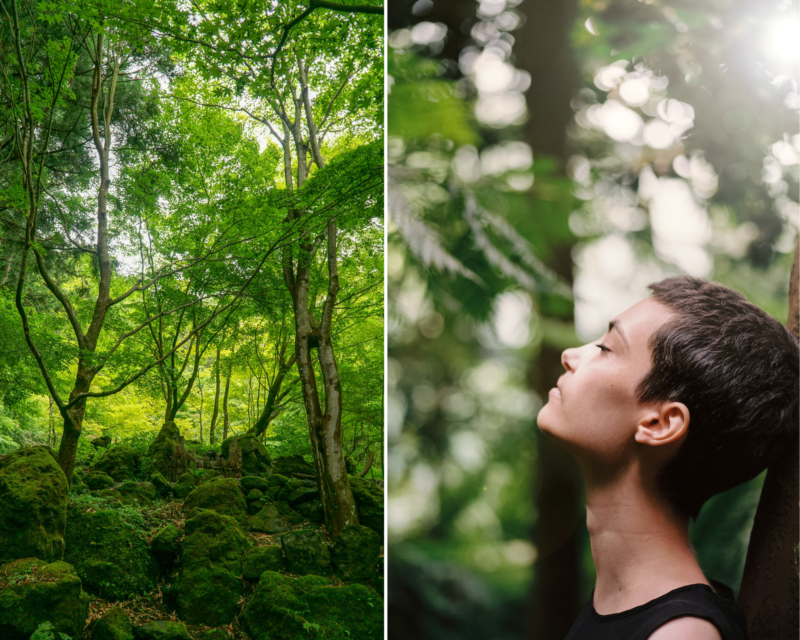 5 sens, Phytoncide, mère nature Expérience du Shinrin Yoku/bain de forêt